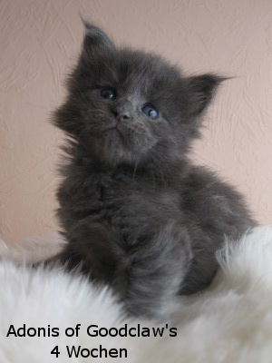 Котовторник 27.12.11