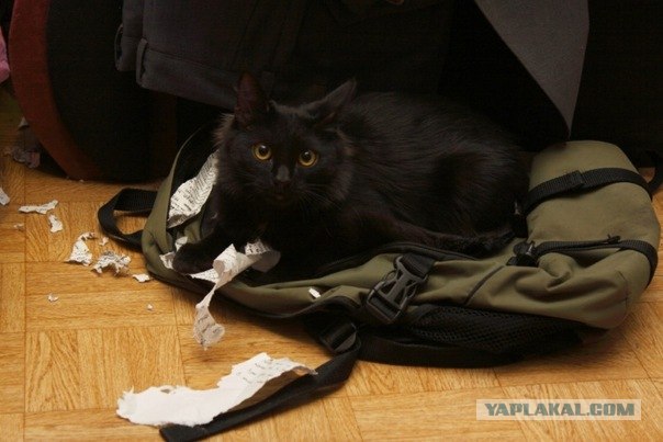 Котовторник 22.05.2012