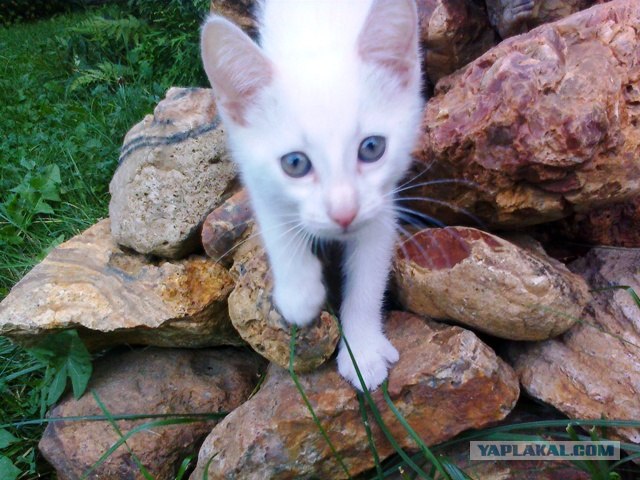 Котовторник 07.08.2012