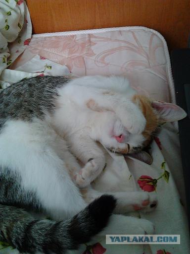 Котовторник (21.02.2012)