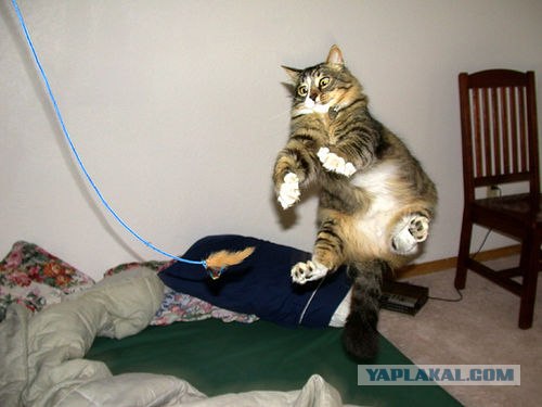 Кот тоже любит играть!