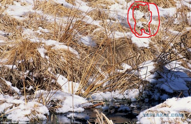 Найди, если сможешь!