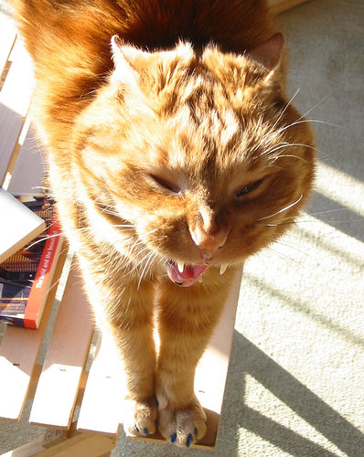 Котовторник однако