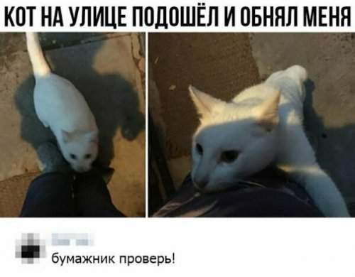 Котофотки с описанием