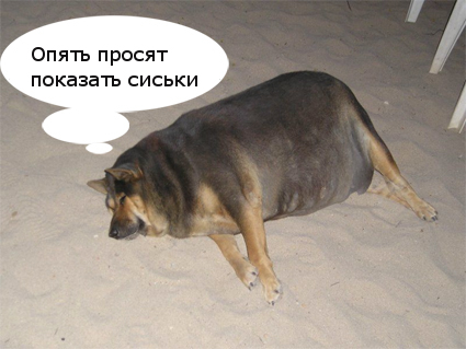Фотожаба: О чем же думает собака?....