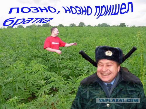 Фотожаба: Аркаша и лес