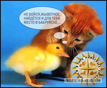 Фотожаба: ТВ программа