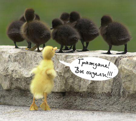 Фотожаба: Граждане!