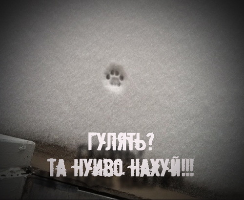 А вы ставили кота на снег?