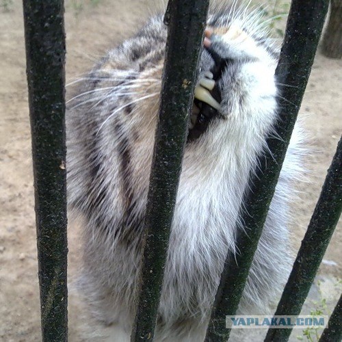 Котята манула