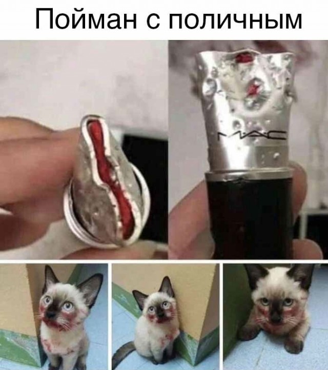 Весёлый полтишок 22.03