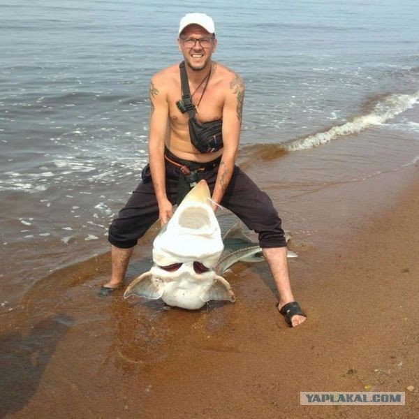 Таймень: Рыбаки называют его водным тигром. Крупнейший лосось с легкостью охотится на сухопутных животных
