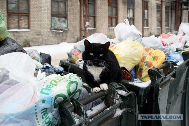 Кто как встречает НГ?