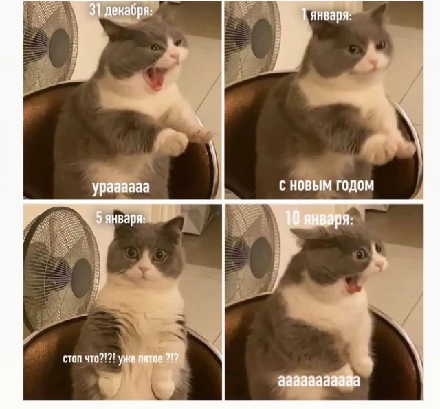 Картинки и мемы, выходные продолжаются