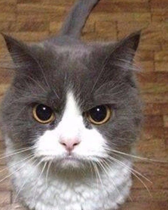 Котовторник