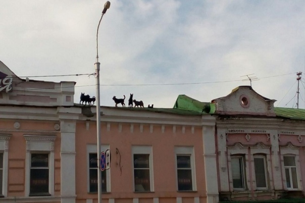 Та самая собака, которая игралась на вершине пирамиды Хеопса, теперь водит туда друзей, чтобы было веселее
