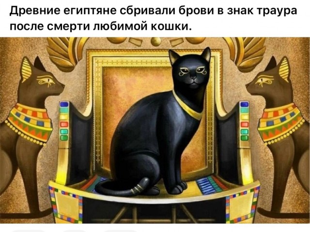Котовторник в картинках