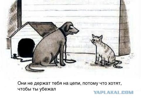 Котёнок убежал от хозяйки