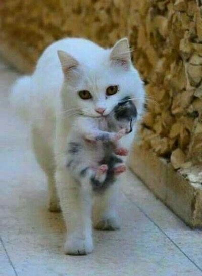 К котовторнику: подборка картинок-баянов с котиками и про котиков. Выпуск 8