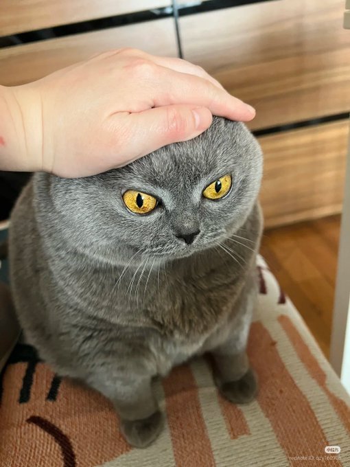 Это что, котовторник?