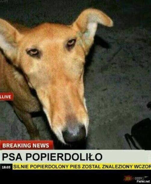 Этот щенок гонялся за пчёлами, и в итоге они его покусали