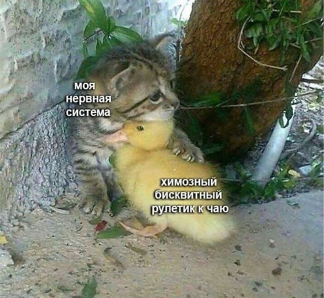 К котовторнику: подборка картинок-баянов с котиками и про котиков. Выпуск 17