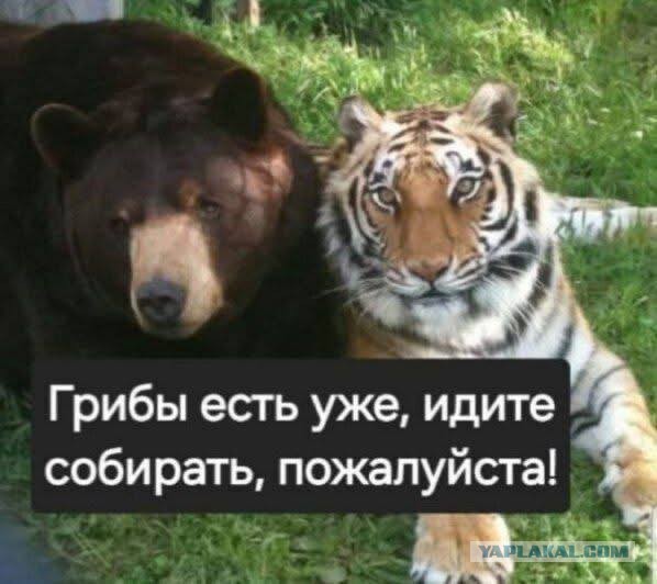 Сходила за ягодами. два фото