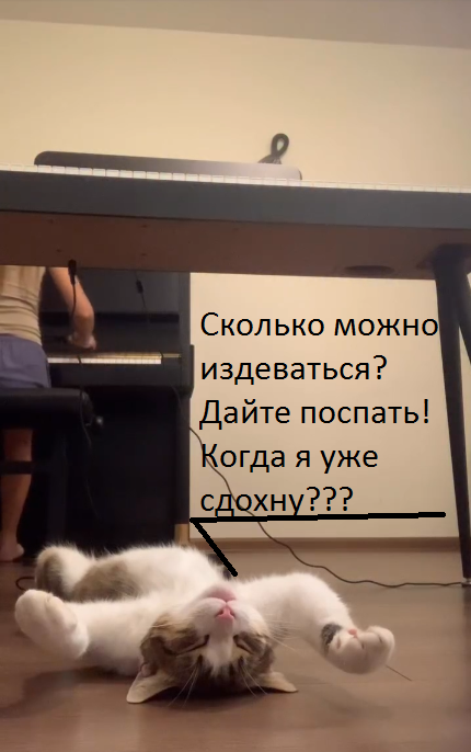 Играй давай для меня, сегодня котовторник
