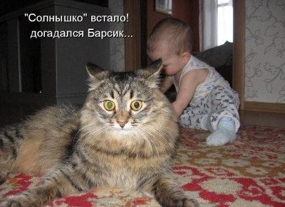 Котэ негодует