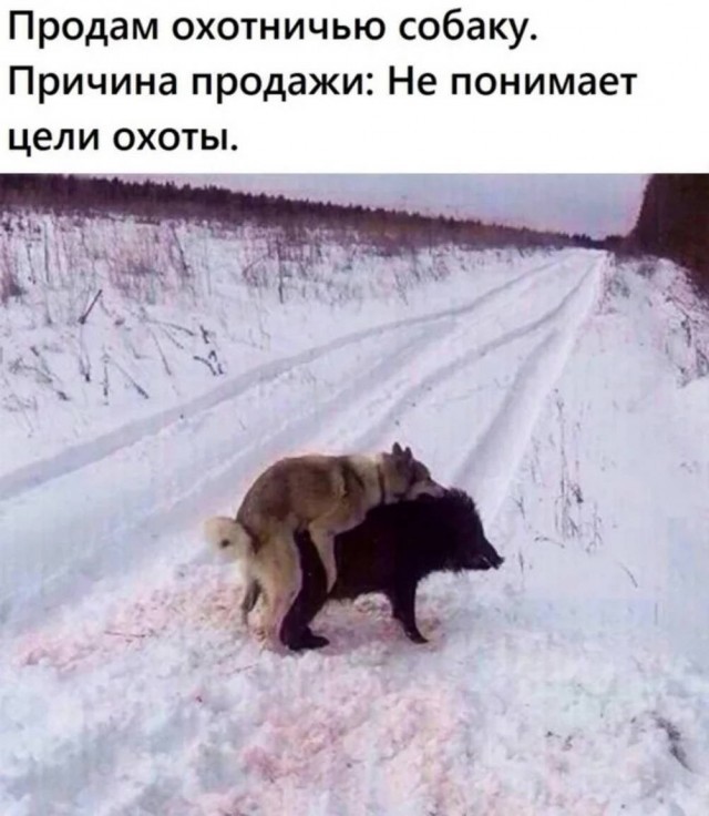 Картинки для деградации 244 (разной степени свежести)