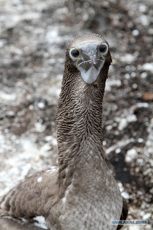 Смотрю открытие Олимпиады!