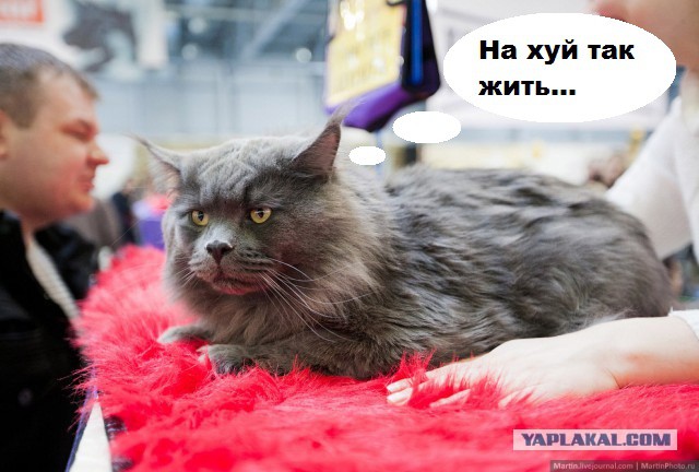 Международная выставка кошек Кэтсбург 2014