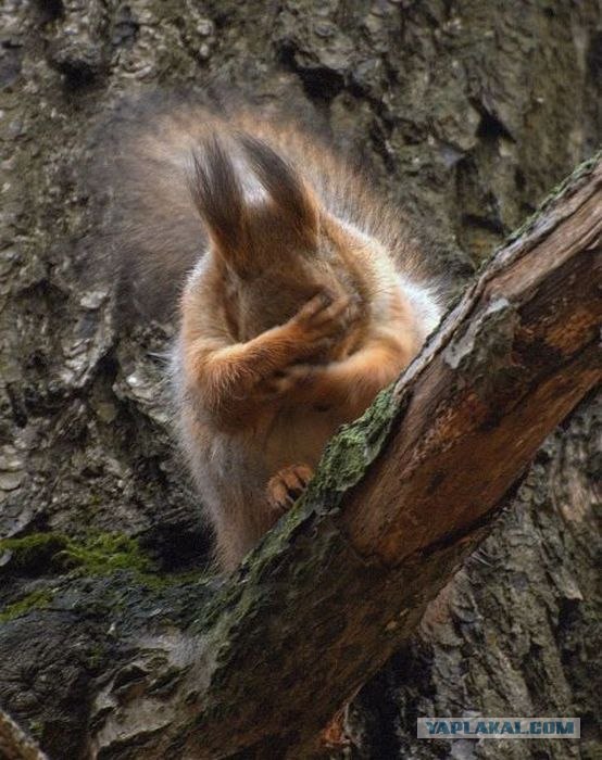 Так оденут полицейских