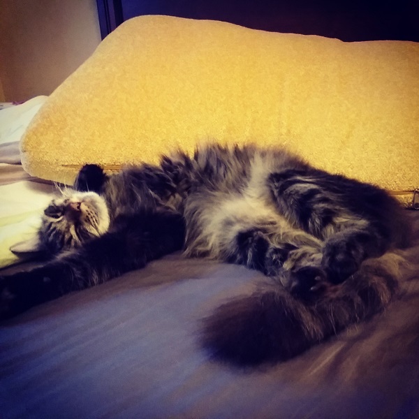 Котовторник 15.07.2014.