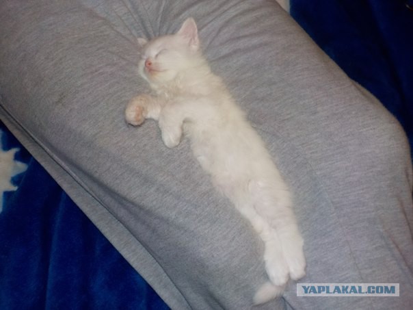 Котовторник