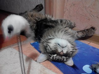 Котовторник