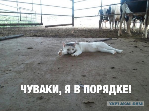 Когда вы минусуете уже заминусованного