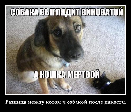Памятник собаке по кличке Дружок