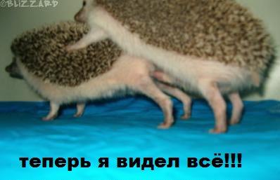 Плюшкиным посвящается