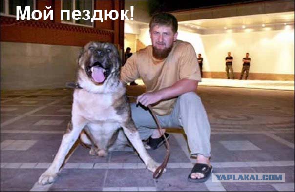 «Если бы не демократия»: моськи и овчарки Кадырова