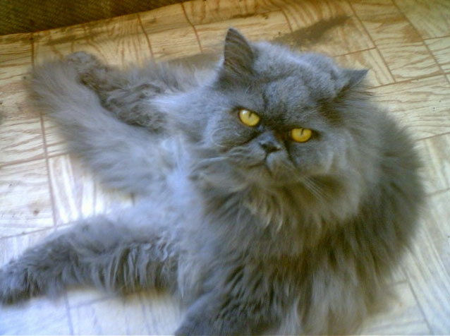 Коты, кошки, котята