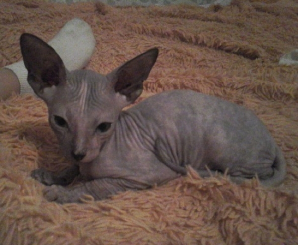 Котовторник  01.03.2016