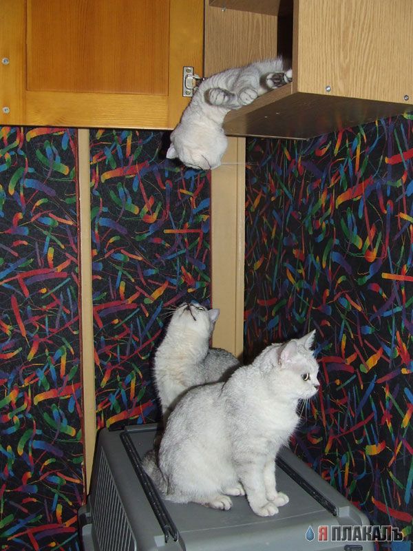 Коты, кошки, котята