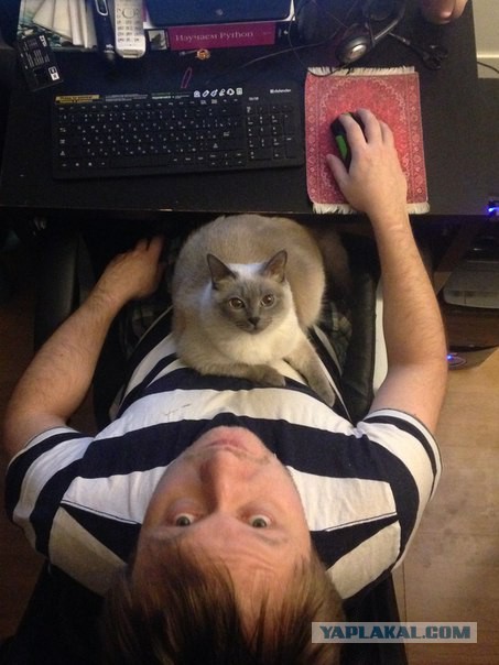 Выборка фотогеничных котэнов