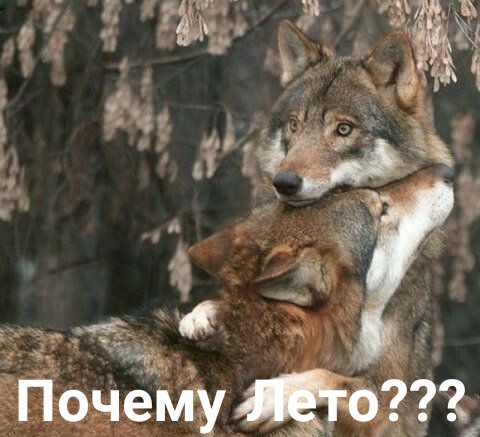 Любопытные и забавные фото с волками