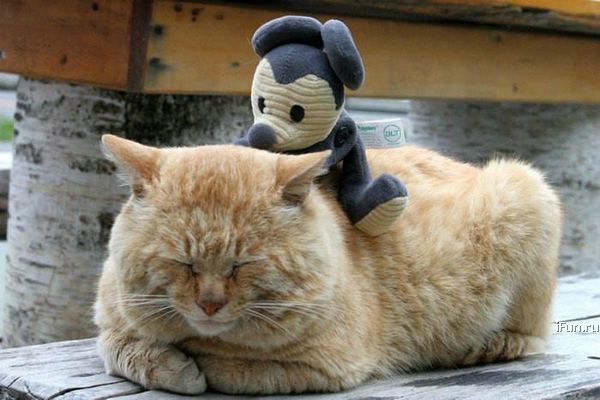 Коты проспали котовторник
