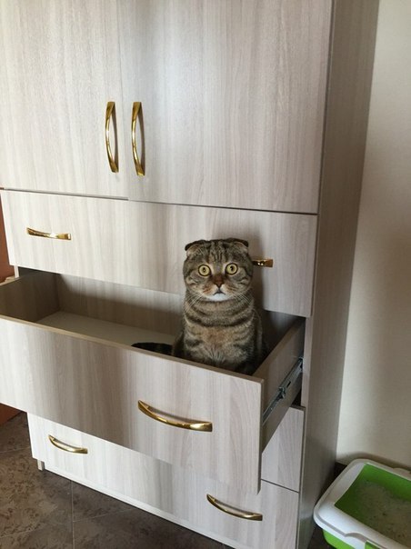 Прикольные животные