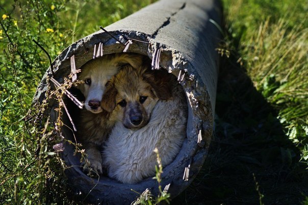 Самые смешные животные