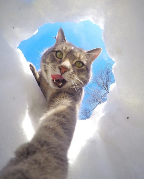 Коты из сети