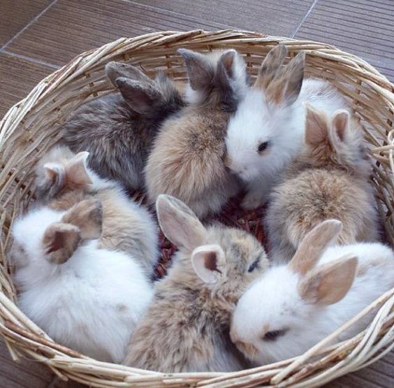 Самые смешные животные